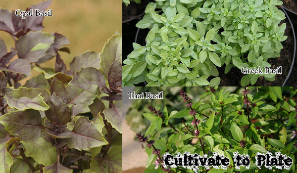 Basil In The Kitchen Cultivate To Plate